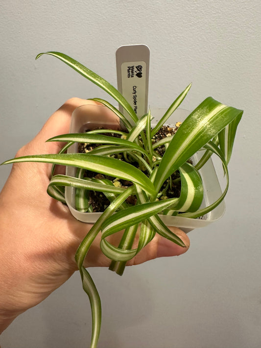 Curly Spider Plant