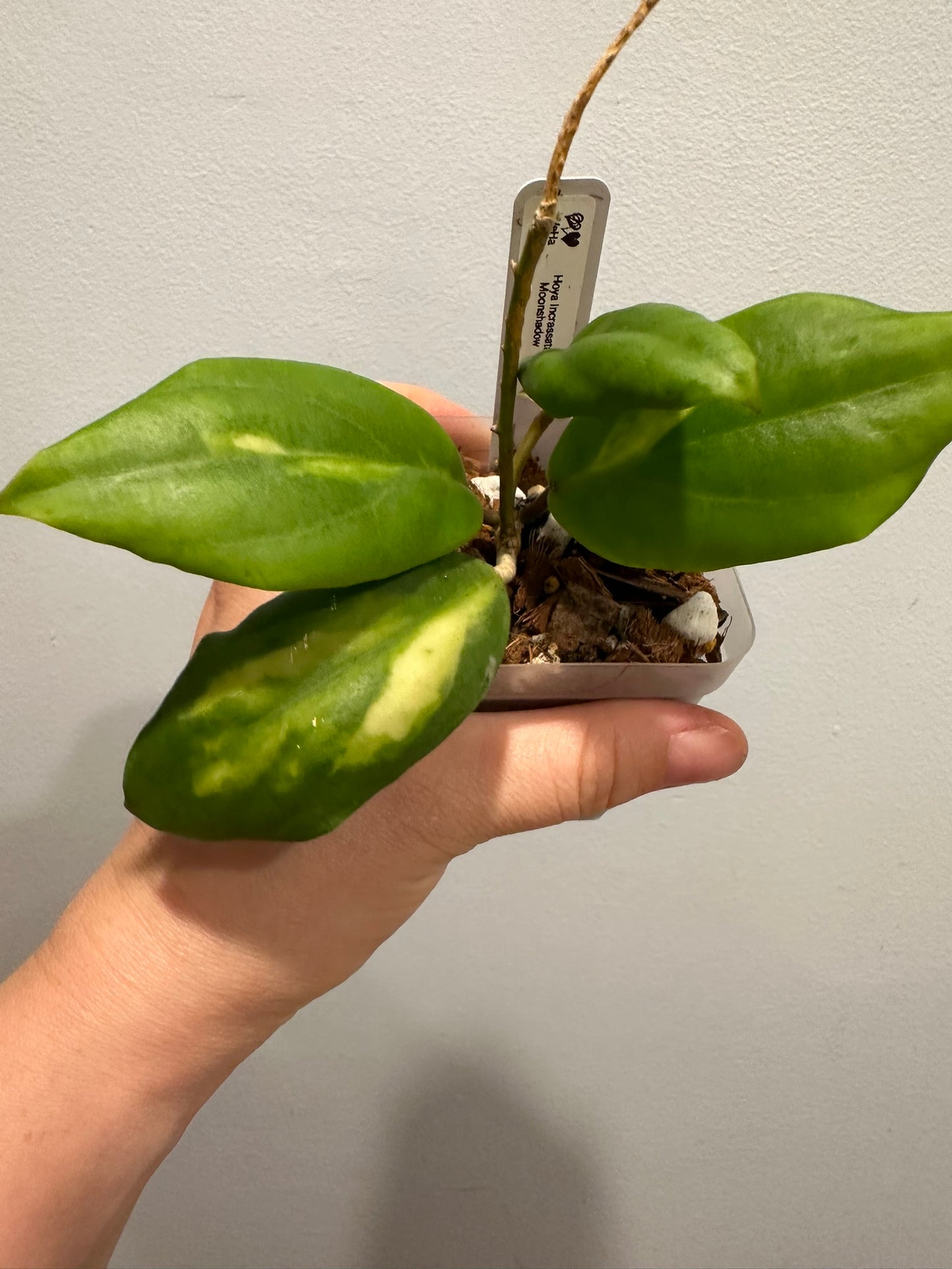 Hoya Incrassata Moonshadow