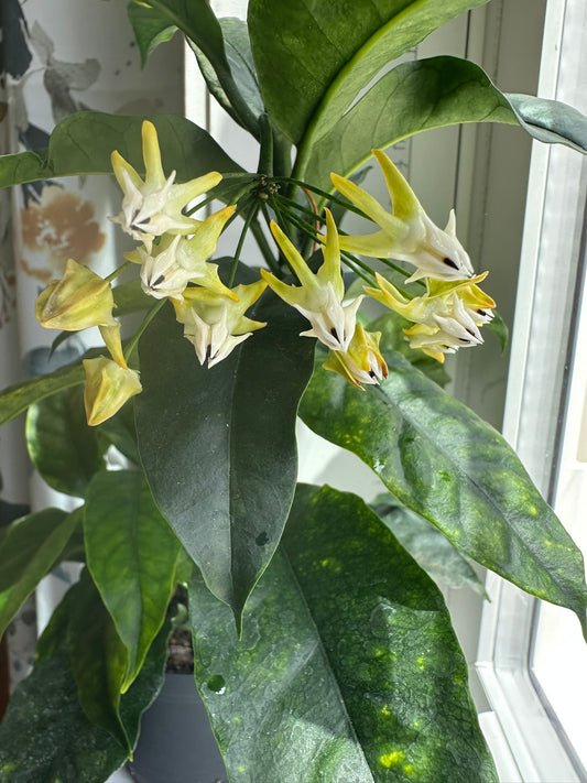 Hoya Multiflora Variegated