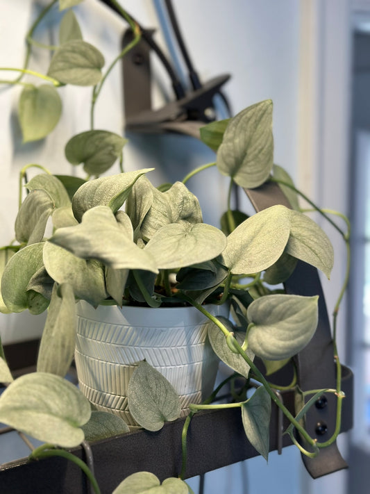 Scindapsus Sooo Silver