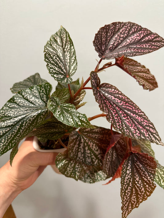 Begonia Angel Wings