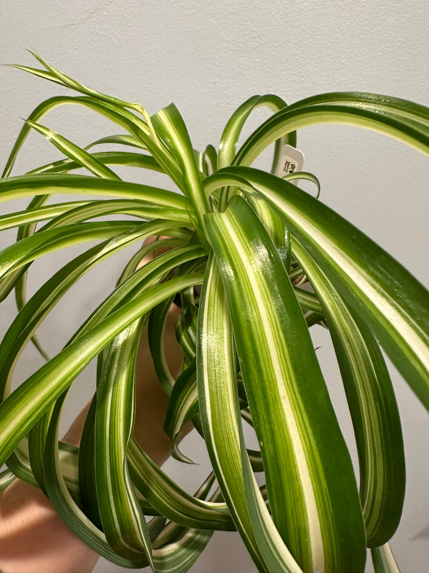 Curly Spider Plant