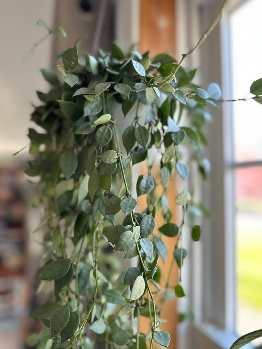 Hoya Lacunosa Mint