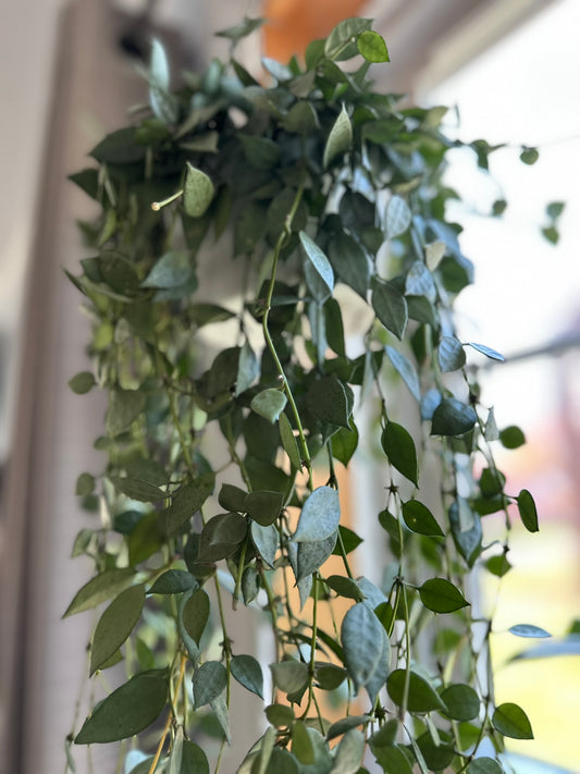 Hoya Lacunosa Mint