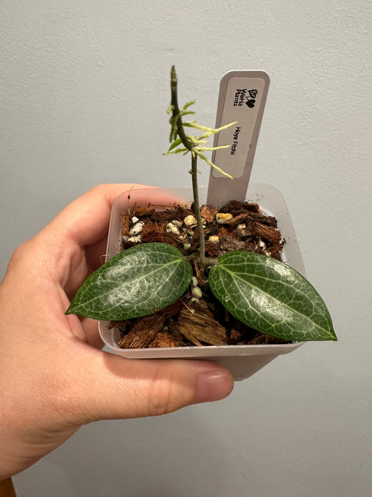 Hoya Fitchii
