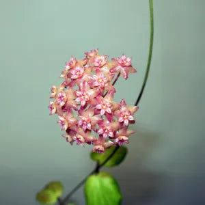 Hoya Fitchii