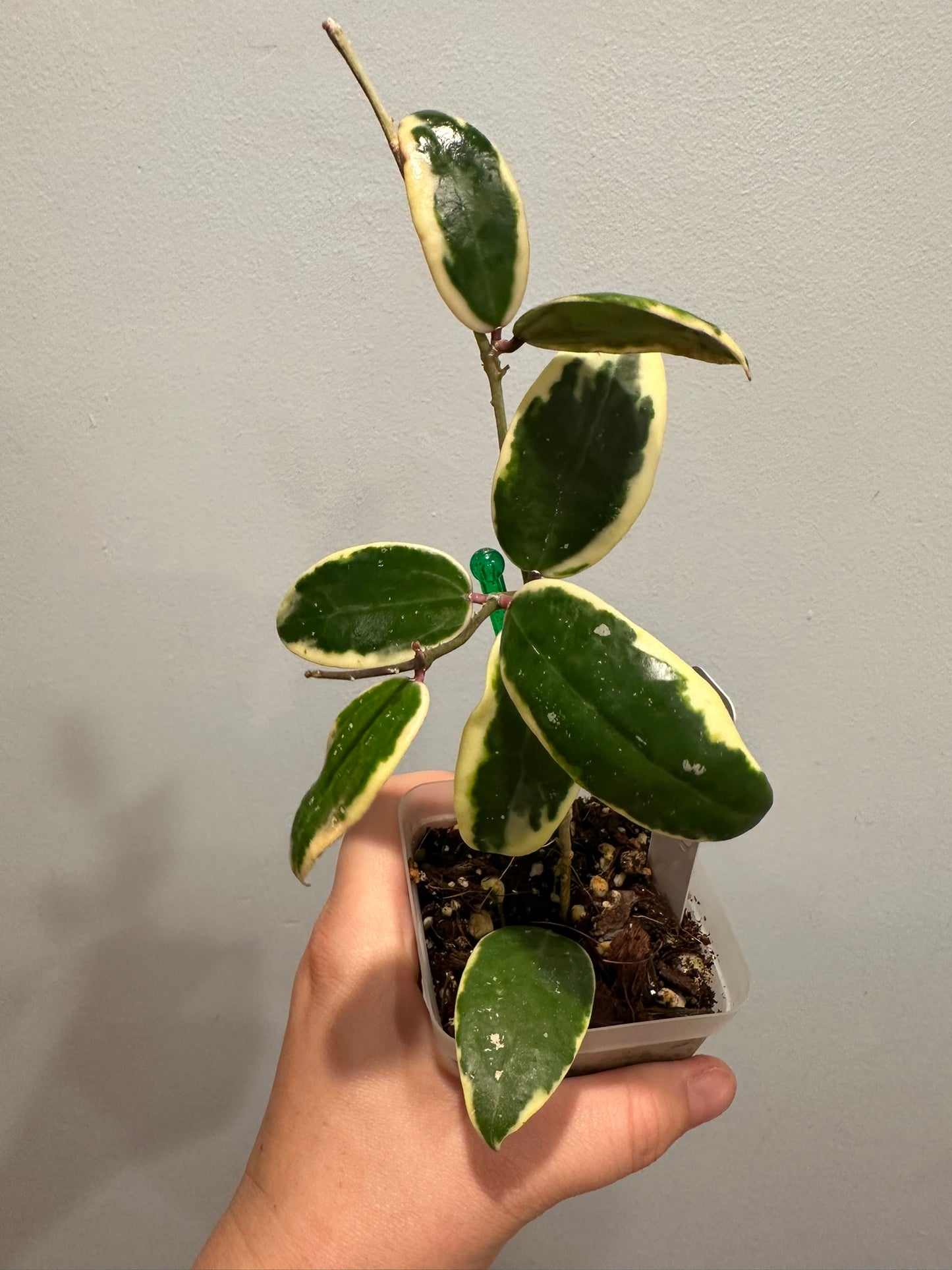 Hoya Incrassata Eclipse
