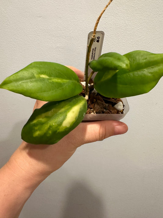 Hoya Incrassata Moonshadow