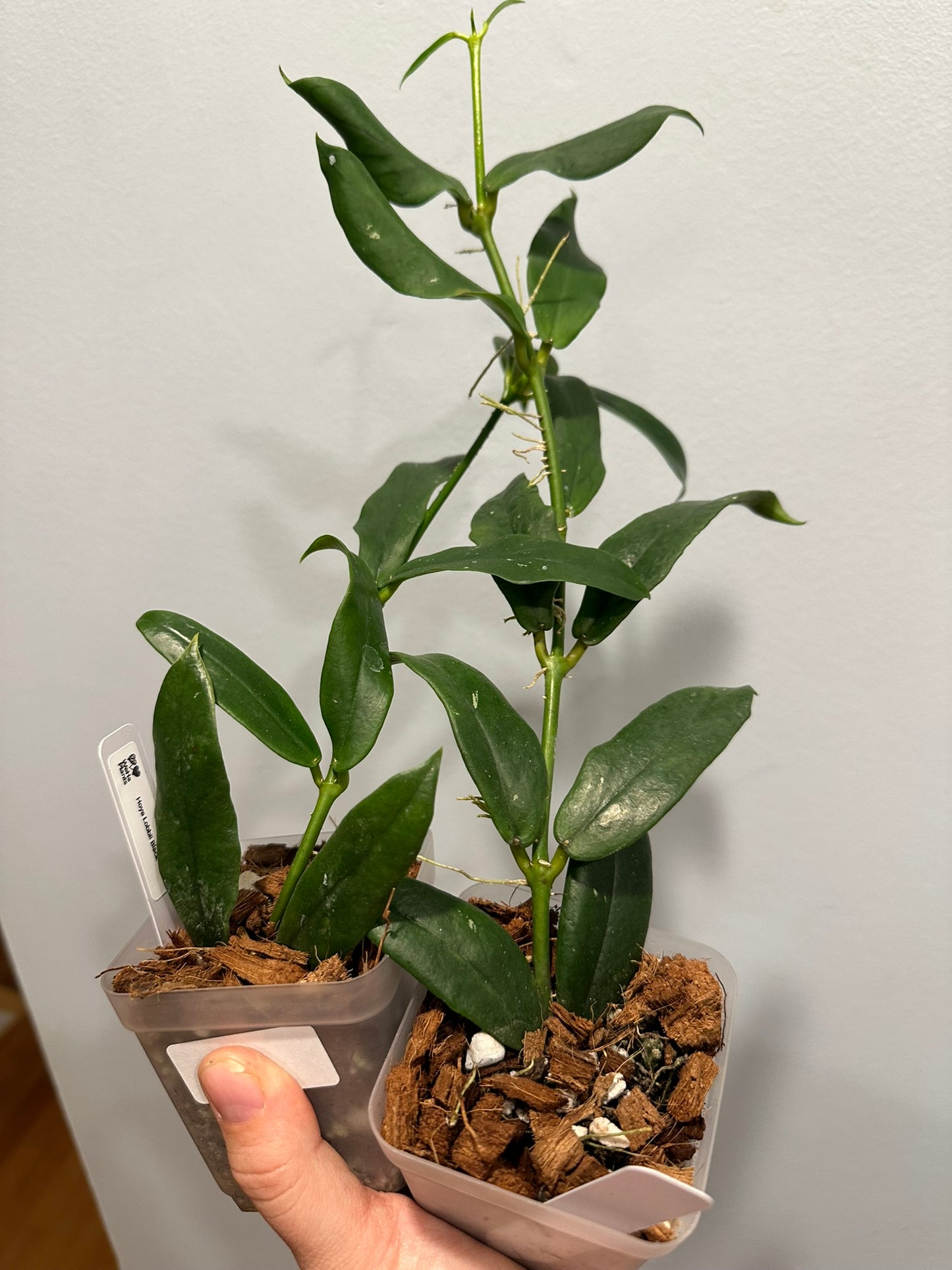 Hoya Lobbii Black