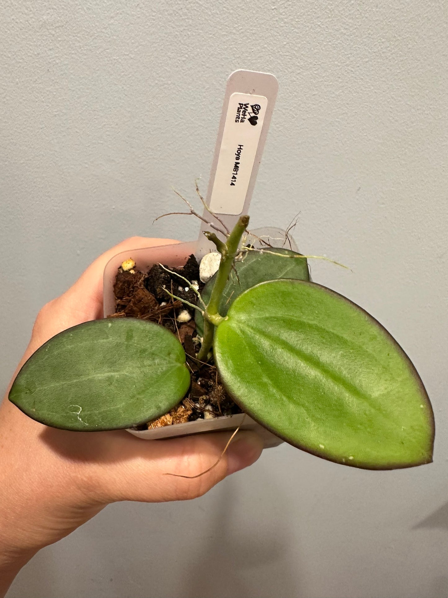 Hoya MB1414