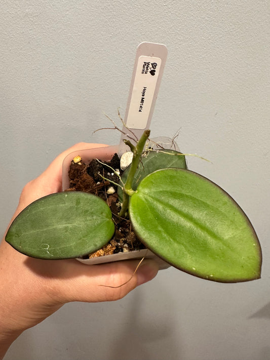 Hoya MB1414