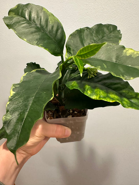 Hoya Multiflora Variegated