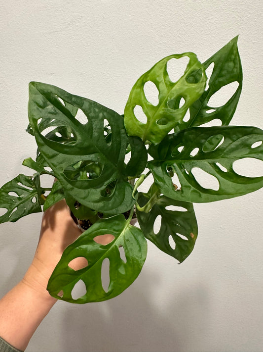 Monstera Adonsonii