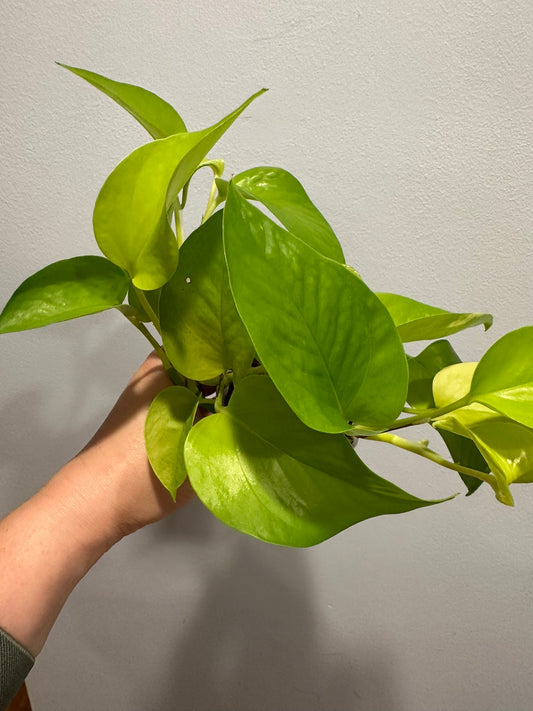Neon Pothos
