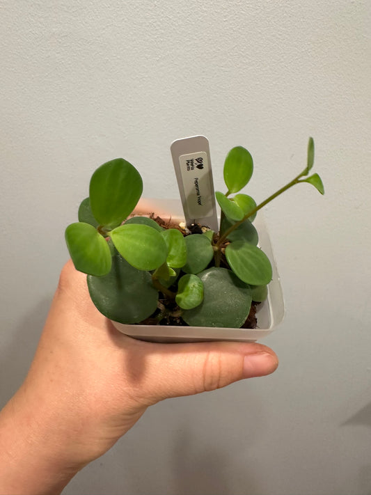 Peperomia Hope