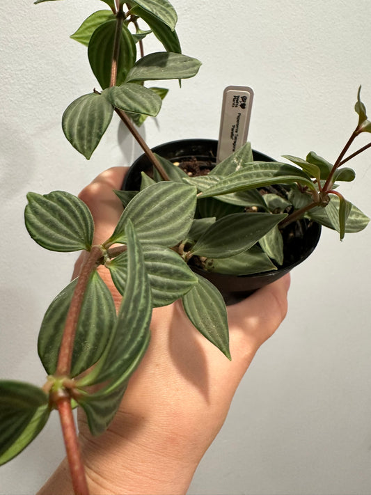 Peperomia Tetragona