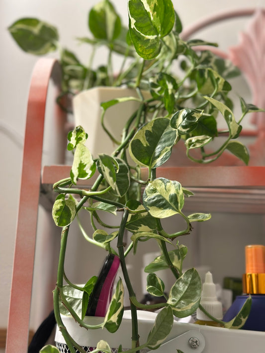 Pothos "N'Joy"