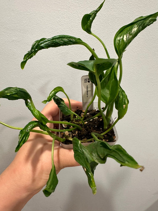 Pothos Shangri-La