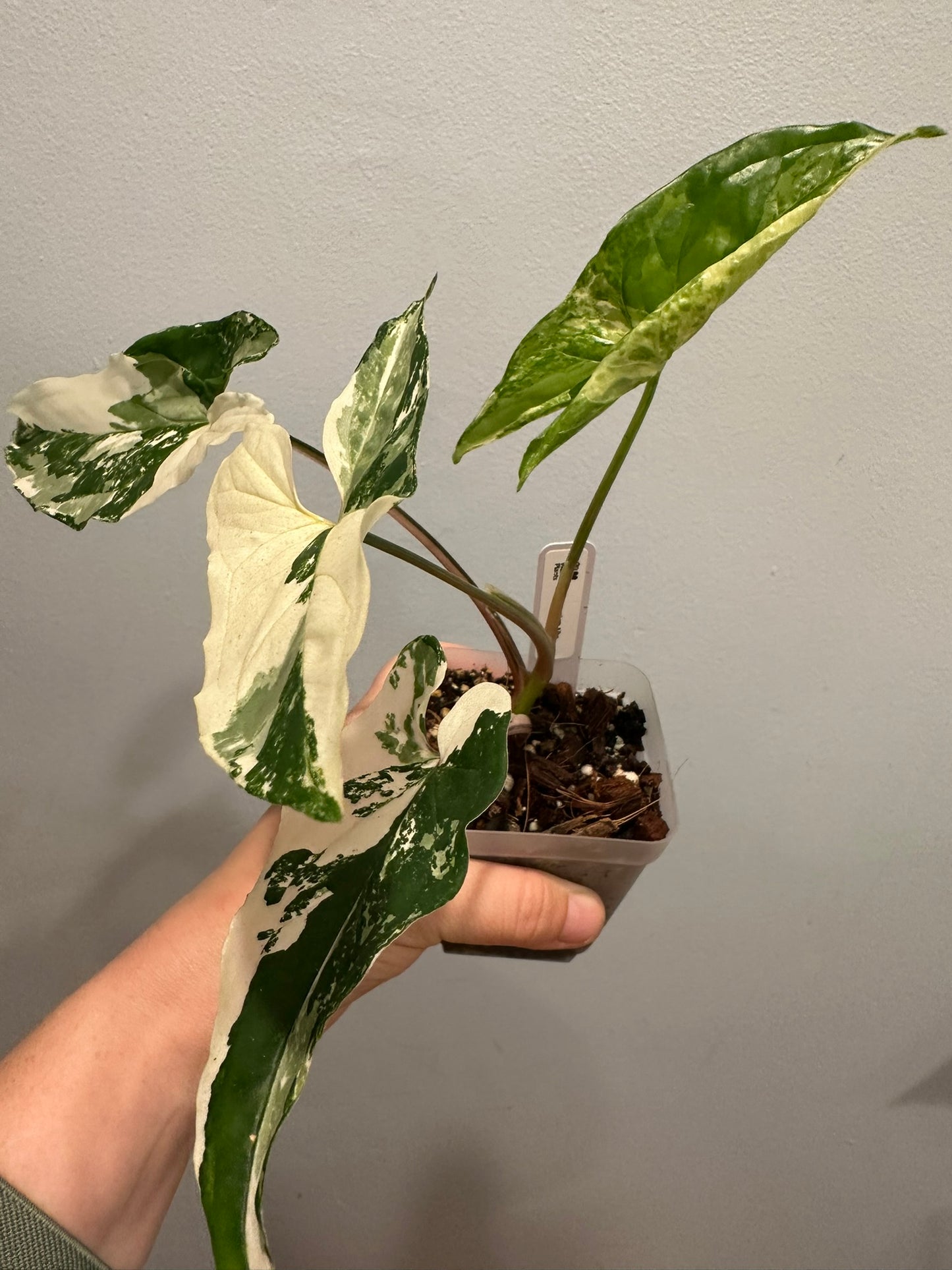 Syngonium Albo