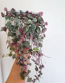var string of hearts